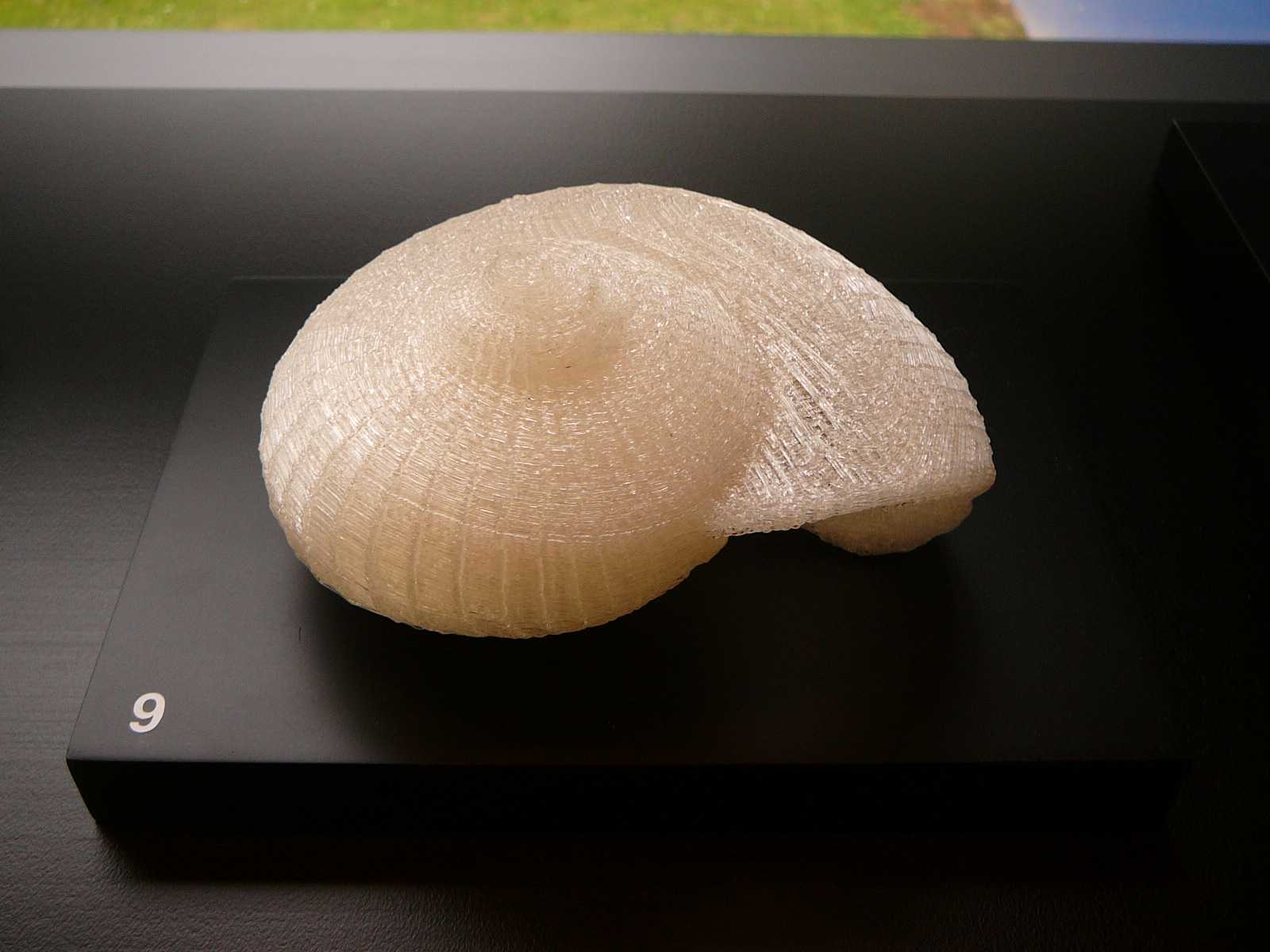 09 giant snail shell